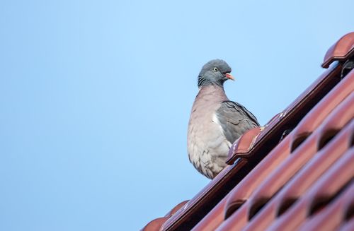 Zabezpiecz dach przed ptakami